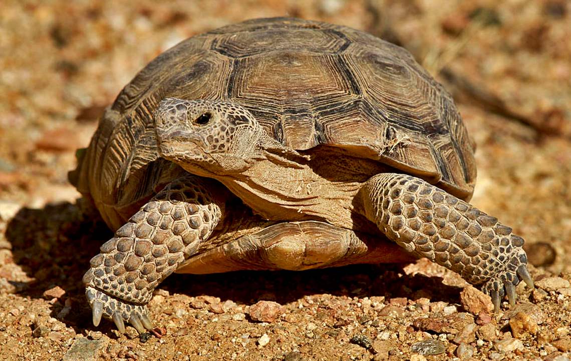 tortoise-2